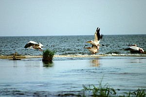 danube delta birds